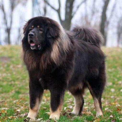 Tibetaanse Mastiff met donkere vacht in het bos