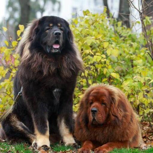 Bruin en zwarte tibetaanse mastiffs in het park