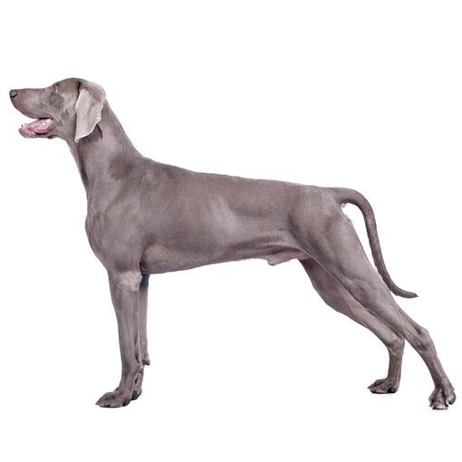 Weimaraner -kort/glad haar - Hondenras