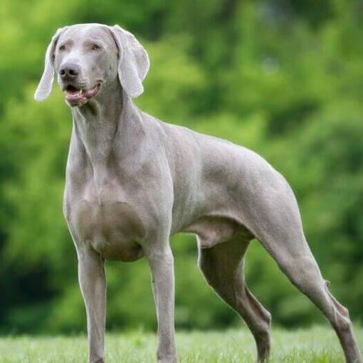 Weimaraner in het bos