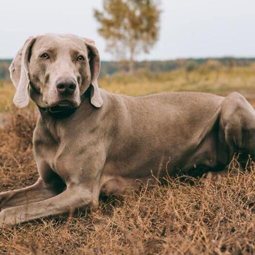 Weimaraner ligt op het veld
