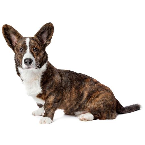 Welsh Corgi Cardigan Hondenras