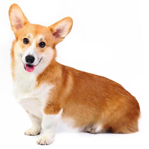 Welsh Corgi Pembroke Hondenras