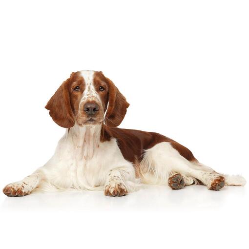 Welsh Springer Spaniël Hondenras