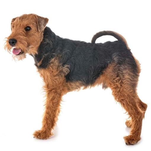 Welsh Terriër Hondenras
