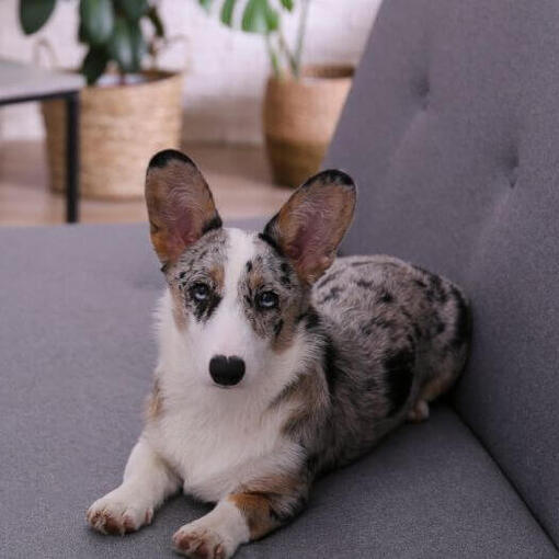 Welsh Corgi ligt op de bank
