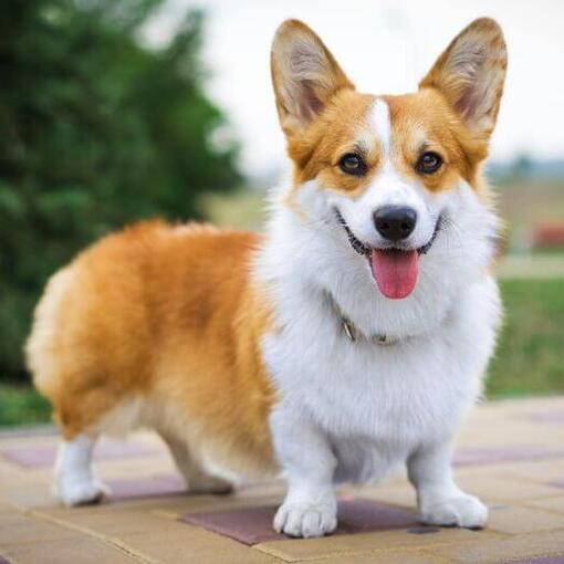 Welsh Corgi staat en kijkt vooruit