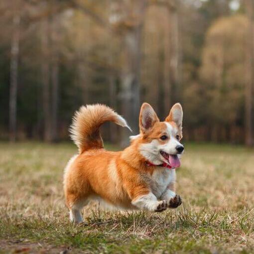 Welsh Corgi rent in het bos
