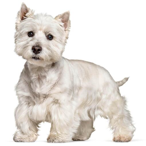 West Highland White Terriër Hondenras