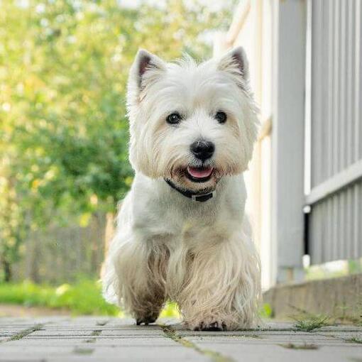 West Highland White Terriër loopt het de tuin