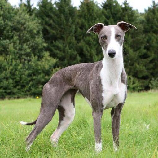 Whippet Hondenras staat in het gras