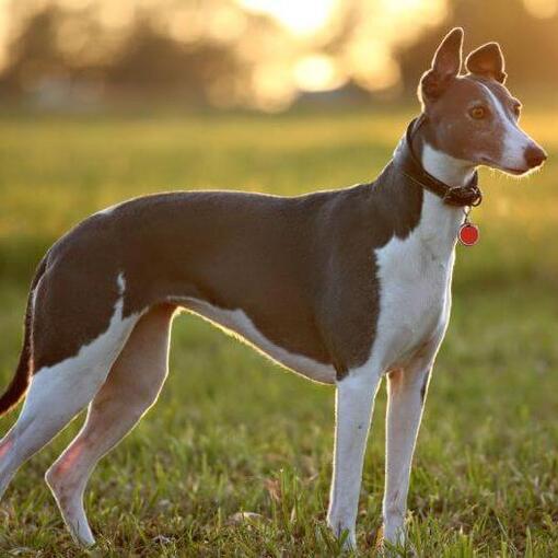 Whippet Hondenras staat in het gras bij zonsondergang