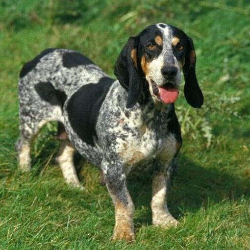 Basset Bleu de Gascogne staat in het veld