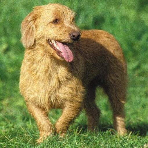 Bassets Fauve De Bretagne