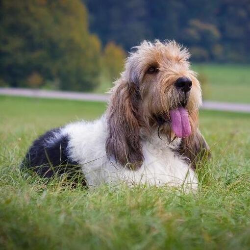 Basset Griffon Vendeen (Groot) 