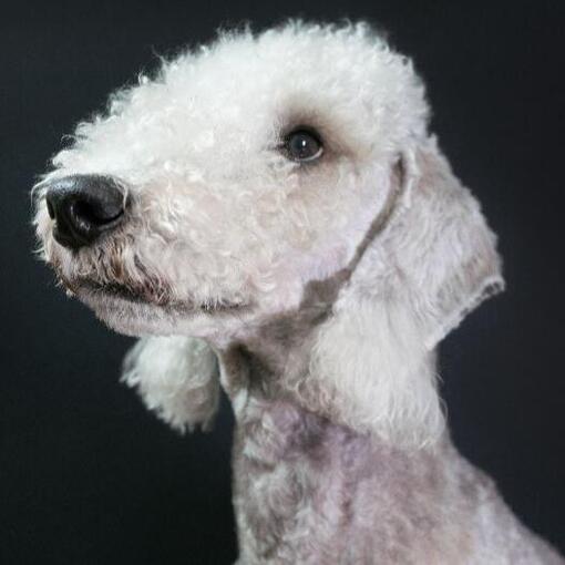 Bedlington Terriër Hondenras