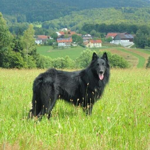Groenendaeler herder hondenras