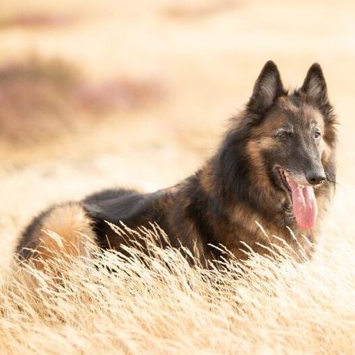 Tervuerense herdershond