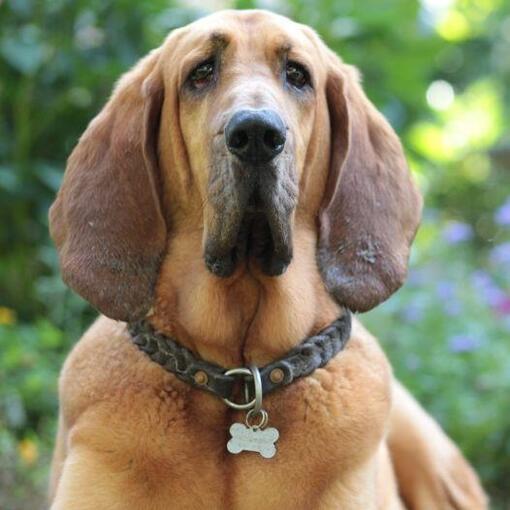 Bloedhond