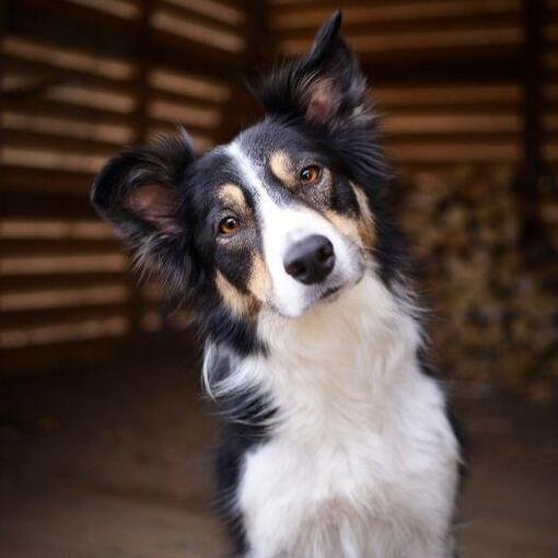 Border Collie kijkt in de camera