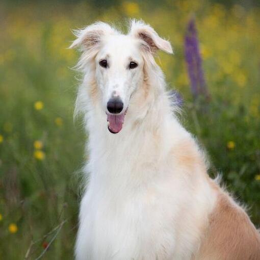 Barzoi