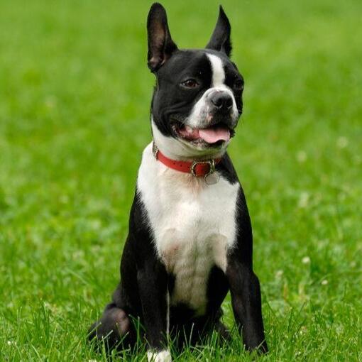 Boston Terriër
