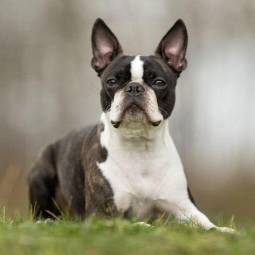 Boston Terriër