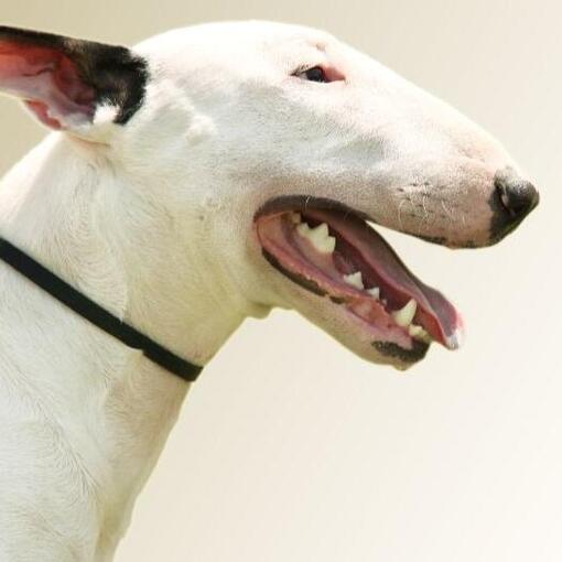 Bull Terriër