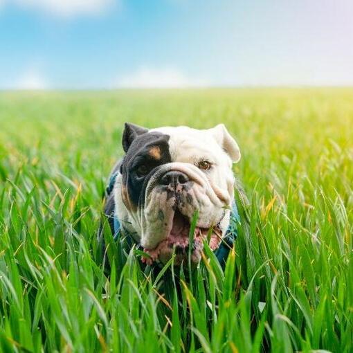 Bulldog