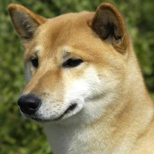 Canaänhond