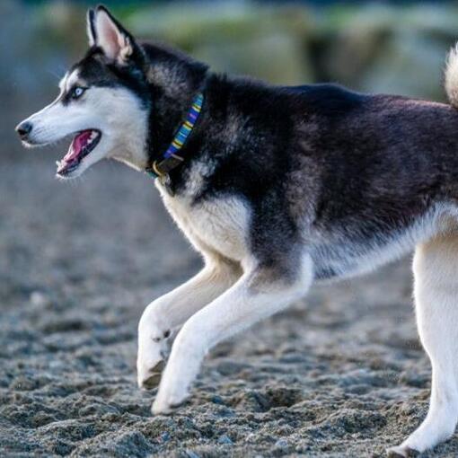Canadese Eskimohond