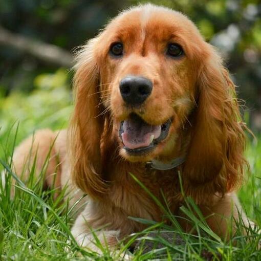 Cocker Spaniël