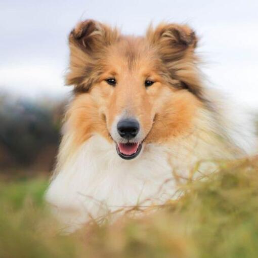 Collie (ruwhaar) Hondenras