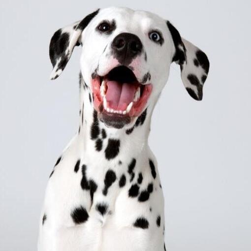 Dalmatiër Hondenras