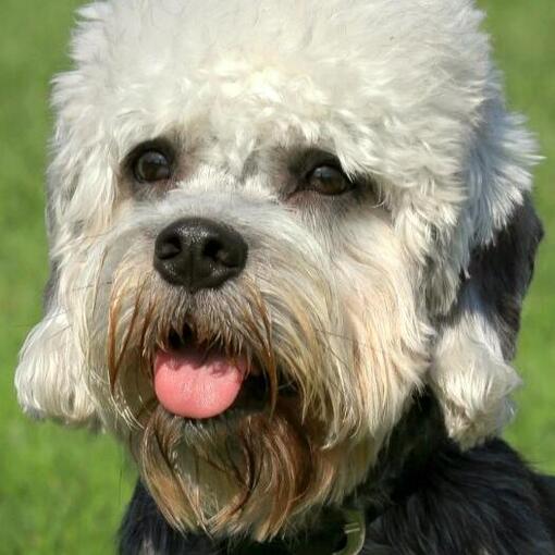 Dandie Dinmont Terriër