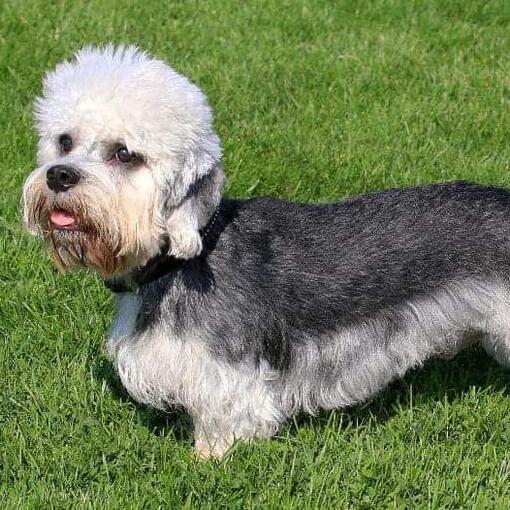 Dandie Dinmont Terriër