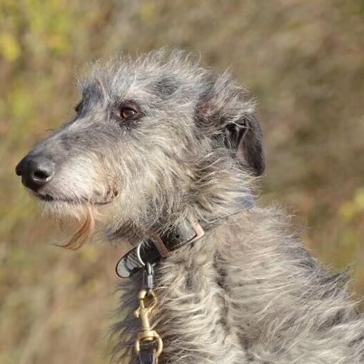 Deerhound Hondenras