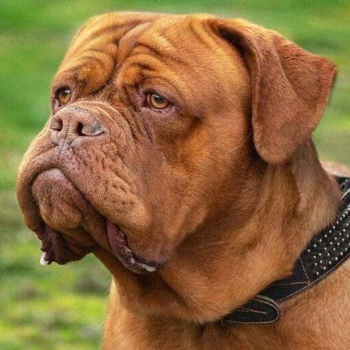 bordeauxdog