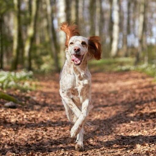 engelse setter