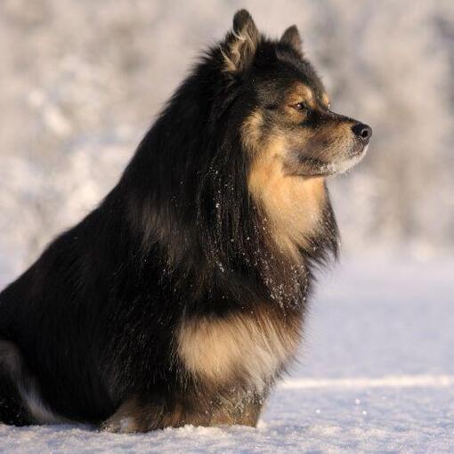 Finse Lappenhond