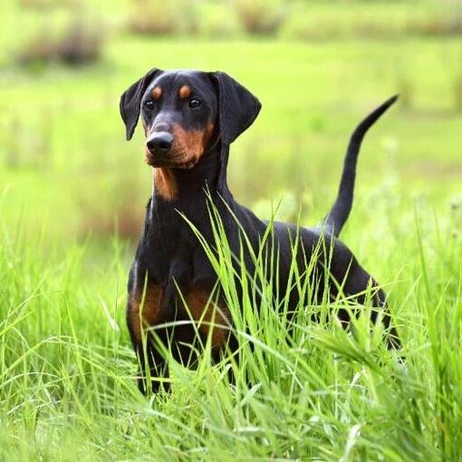 Duitse Pinscher