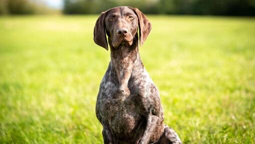 Kortharige Duitse Staande Hond