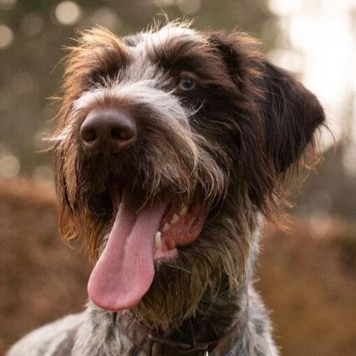 Duitse Staande Hond Draadhaar
