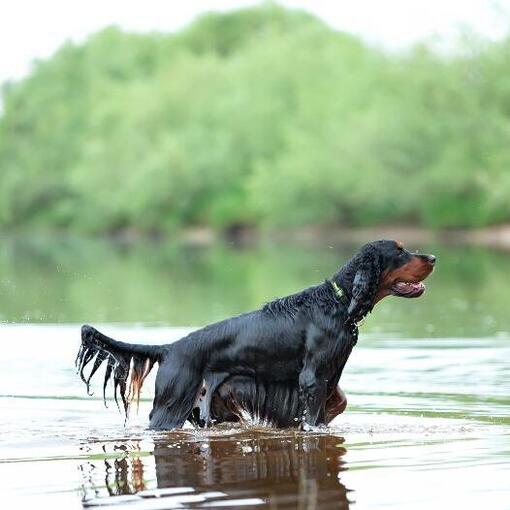Gordon Setter  
