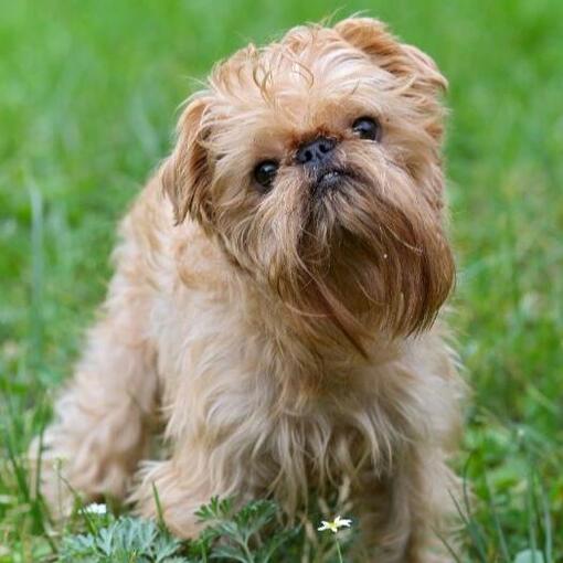 Griffon bruxellois