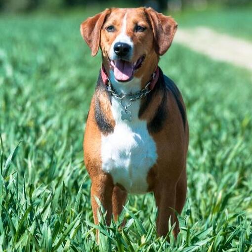 Hamiltonstövare hond 