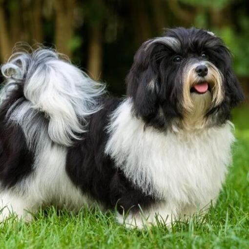 Havanezer hond