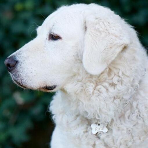 Kuvasz