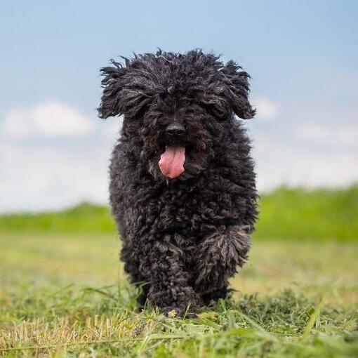 Puli hond 