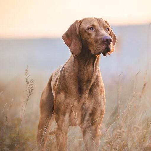 Vizsla hond